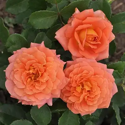 - - Trandafiri - Orange™ - 
